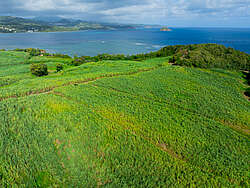 Sugar cane fields in Martinique Sugar cane fields in Martinique