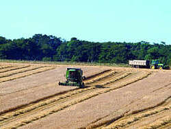 Barley field in the Lowlands