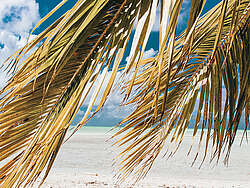 Palm fronds in front of a white Caribbean beach Palm fronds in front of a white Caribbean beach