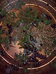 Soaking botanicals Soaking botanicals